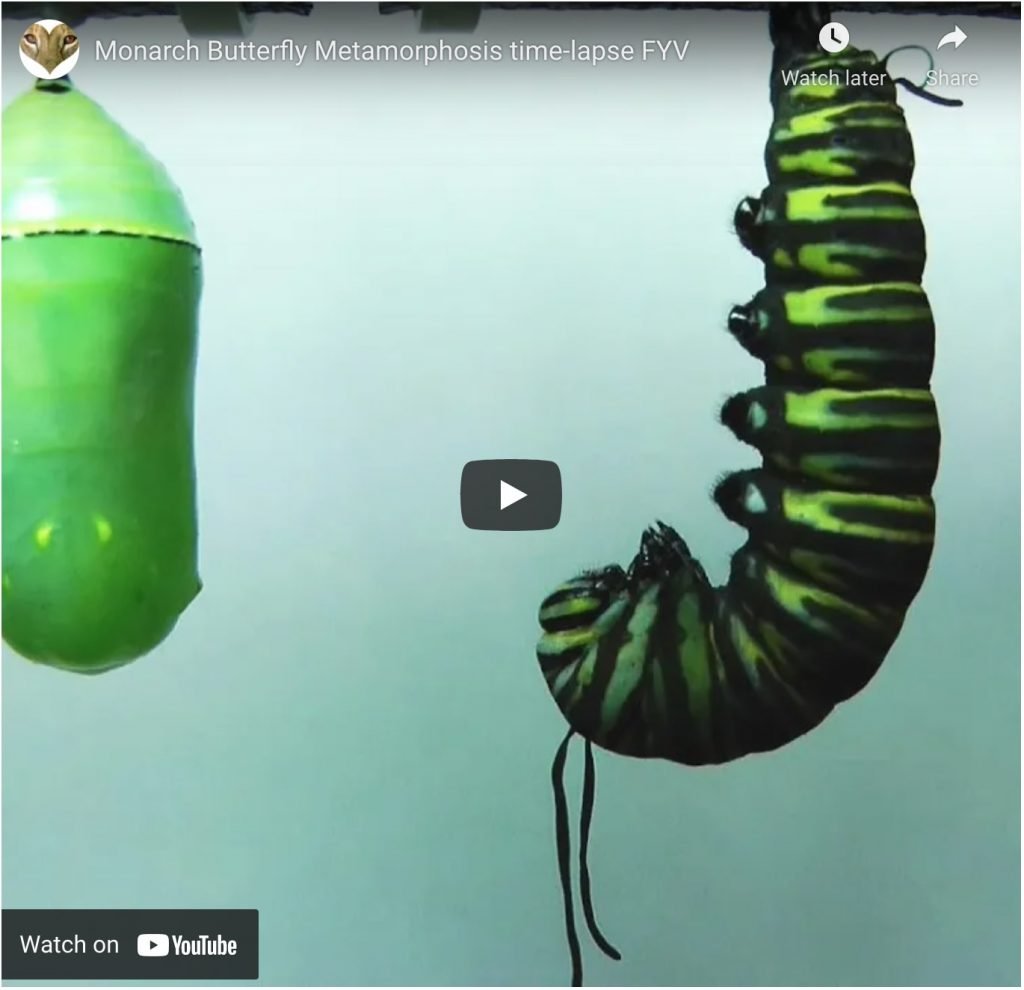 monarch butterfly metamorphosis timelapse