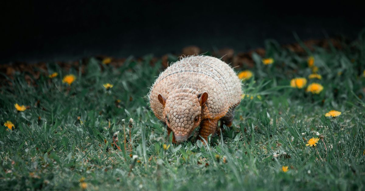 International-Armadillo-Day.jpg