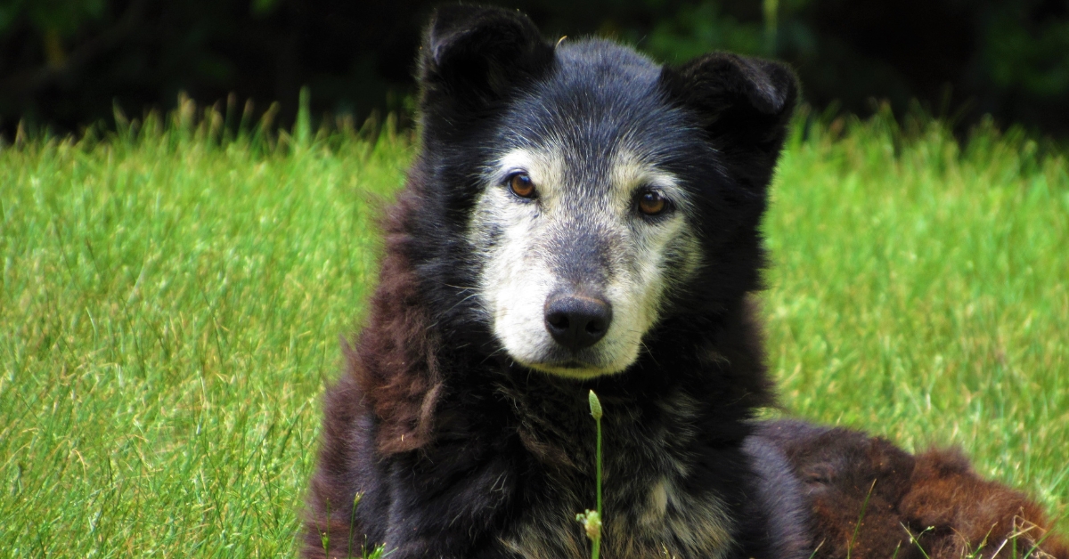 Arthritis in Pets_ Signs, Causes, and Treatment Options