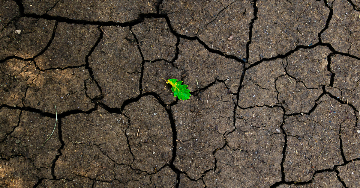 Remember Monkey Christ What Happened Next Can Give Us Hope For Our Own Botched-Up Lives