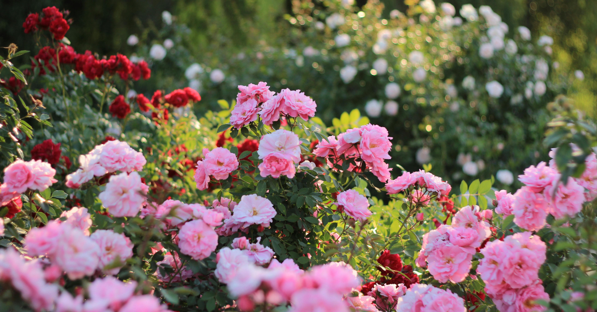 Rose, Bud, Thorns